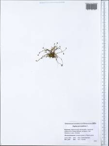 Sagina procumbens L., Siberia, Baikal & Transbaikal region (S4) (Russia)