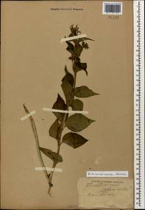 Vincetoxicum hirundinaria Medik., Caucasus, Stavropol Krai, Karachay-Cherkessia & Kabardino-Balkaria (K1b) (Russia)
