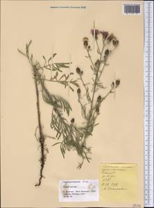 Centaurea stoebe subsp. stoebe, America (AMER) (United States)