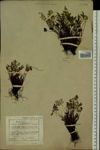 Aleuritopteris argentea (S. G. Gmel.) Fée, Siberia, Baikal & Transbaikal region (S4) (Russia)