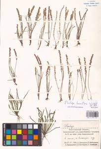 Plantago tenuiflora Waldst. & Kit., Eastern Europe, Lower Volga region (E9) (Russia)