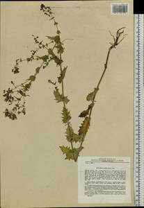 Crepidiastrum sonchifolium subsp. sonchifolium, Siberia, Russian Far East (S6) (Russia)