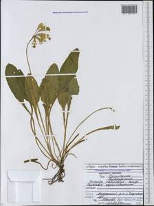 Primula veris subsp. macrocalyx (Bunge) Lüdi, Caucasus, North Ossetia, Ingushetia & Chechnya (K1c) (Russia)