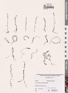 Utricularia minor L., Siberia, Chukotka & Kamchatka (S7) (Russia)