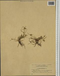 Cyperus pannonicus Jacq., Western Europe (EUR) (Romania)
