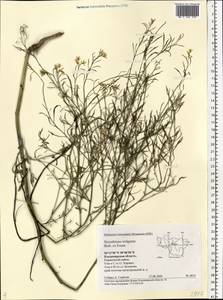 Sisymbrium volgense M. Bieb. ex E. Fourn., Eastern Europe, Central region (E4) (Russia)