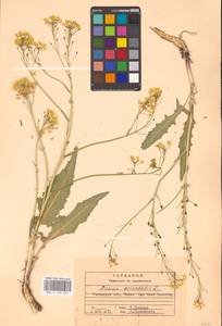 Bunias orientalis L., Eastern Europe, Central region (E4) (Russia)