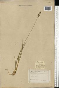 Molinia caerulea (L.) Moench, Eastern Europe, Estonia (E2c) (Estonia)