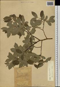 Salix bebbiana Sarg., Siberia, Western (Kazakhstan) Altai Mountains (S2a) (Kazakhstan)