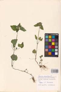 MHA 0 154 601, Lamium purpureum L., Eastern Europe, Belarus (E3a) (Belarus)