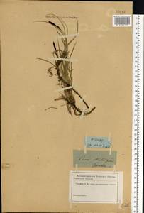Carex elata All., Eastern Europe, Rostov Oblast (E12a) (Russia)