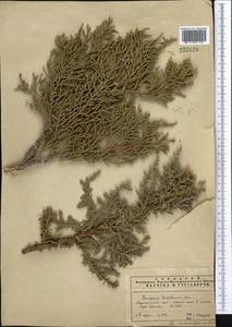 Juniperus pseudosabina Fisch. & C.A.Mey., Middle Asia, Pamir & Pamiro-Alai (M2) (Uzbekistan)