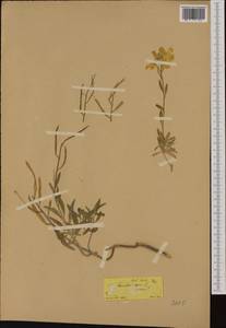 Erysimum × cheiri (L.) Crantz, Western Europe (EUR) (Greece)