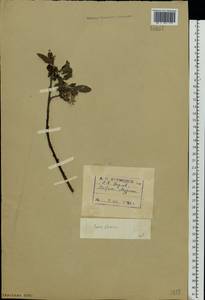 Salix glauca L., Eastern Europe, Northern region (E1) (Russia)