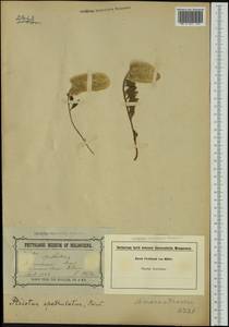 Ptilotus spathulatus (R. Br.) Poir., Australia & Oceania (AUSTR) (Australia)