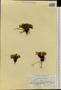 Sibbaldia procumbens L., Siberia, Altai & Sayany Mountains (S2) (Russia)