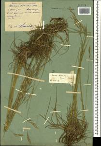 Bromus biebersteinii Roem. & Schult., Caucasus, Azerbaijan (K6) (Azerbaijan)