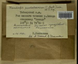 Warnstorfia pseudostraminea (Müll. Hal.) Tuom. & T.J. Kop., Bryophytes, Bryophytes - Krasnoyarsk Krai, Tyva & Khakassia (B17) (Russia)