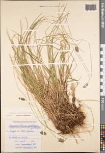 Sesleria phleoides Steven ex Roem. & Schult., Caucasus, Stavropol Krai, Karachay-Cherkessia & Kabardino-Balkaria (K1b) (Russia)