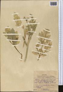 Kozlovia paleacea (Regel & Schmalh.) Lipsky, Middle Asia, Western Tian Shan & Karatau (M3) (Uzbekistan)