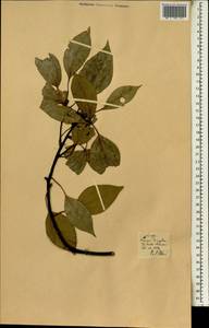 Cinnamomum camphora (L.) J. Presl, Africa (AFR) (Portugal)