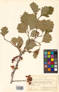 Crataegus maximowiczii C. K. Schneid., Siberia, Russian Far East (S6) (Russia)