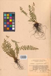 Woodsia polystichoides D. C. Eaton, Siberia, Russian Far East (S6) (Russia)