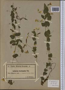Lathyrus aphaca L., Western Europe (EUR) (Bulgaria)