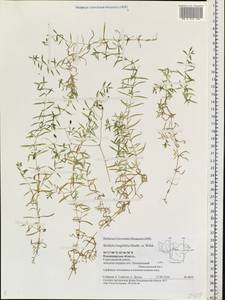Stellaria longifolia (Regel) Muhl. ex Willd., Eastern Europe, Central region (E4) (Russia)