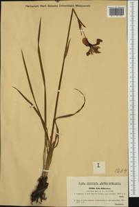 Iris sibirica L., Western Europe (EUR) (Austria)