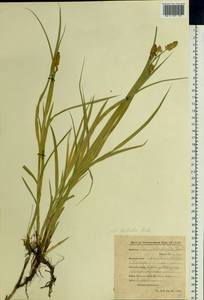 Carex disticha Huds., Siberia, Baikal & Transbaikal region (S4) (Russia)
