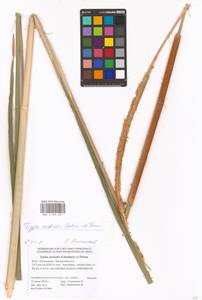 Typha domingensis Pers., Eastern Europe, Lower Volga region (E9) (Russia)