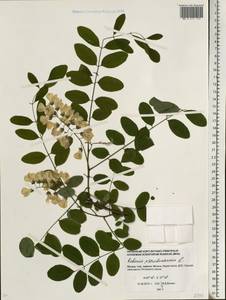 Robinia pseudoacacia L., Eastern Europe, Moscow region (E4a) (Russia)