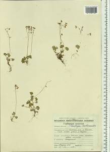 Micranthes nudicaulis, Siberia, Chukotka & Kamchatka (S7) (Russia)