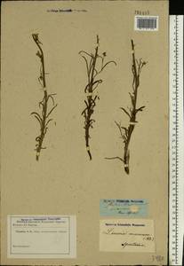 Linaria macroura (M. Bieb.) M. Bieb., Eastern Europe, Lower Volga region (E9) (Russia)