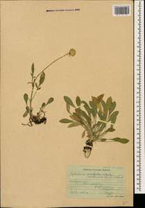 Cephalaria uralensis (Murray) Roem. & Schult., Caucasus, Stavropol Krai, Karachay-Cherkessia & Kabardino-Balkaria (K1b) (Russia)