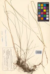 Elymus gmelinii (Trin.) Tzvelev, Siberia, Russian Far East (S6) (Russia)