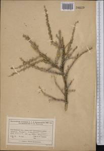 Caragana grandiflora (M.Bieb.)DC., Middle Asia, Muyunkumy, Balkhash & Betpak-Dala (M9) (Kazakhstan)