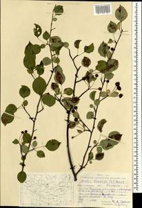 Malus baccata (L.) Borkh., Mongolia (MONG) (Mongolia)