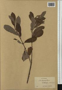 Salix caprea × cinerea, Western Europe (EUR) (Germany)
