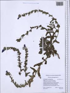 Echium plantagineum L., Western Europe (EUR) (Italy)