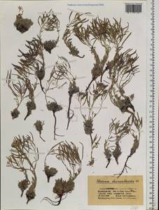 Stevenia cheiranthoides DC., Siberia, Altai & Sayany Mountains (S2) (Russia)