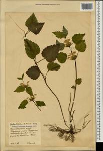 Lamium galeobdolon subsp. galeobdolon, Caucasus, Krasnodar Krai & Adygea (K1a) (Russia)