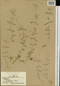 Stellaria longifolia (Regel) Muhl. ex Willd., Eastern Europe, Central region (E4) (Russia)