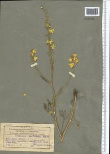 Delphinium semibarbatum Bien. ex Boiss., Middle Asia, Pamir & Pamiro-Alai (M2)