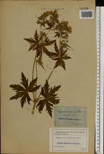 Geranium pratense L., Eastern Europe, Central forest region (E5) (Russia)