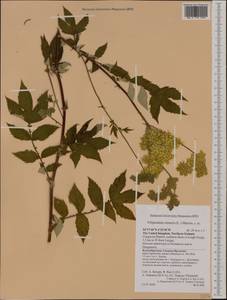 Filipendula ulmaria (L.) Maxim., Western Europe (EUR) (United Kingdom)
