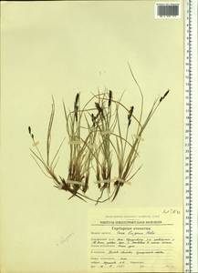 Carex bigelowii subsp. lugens (Holm) T.V.Egorova, Siberia, Chukotka & Kamchatka (S7) (Russia)