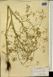 Elaeosticta nodosa (Boiss.) Boiss., South Asia, South Asia (Asia outside ex-Soviet states and Mongolia) (ASIA) (Iran)