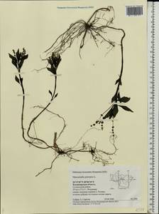 Mercurialis perennis L., Eastern Europe, Central region (E4) (Russia)